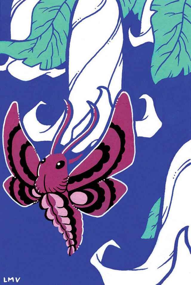 "Sphinx Moth", a series of illustrations of the bugs of the Sonoran Desert